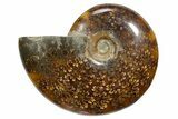Polished Ammonite (Cleoniceras) Fossil - Madagascar #348494-1